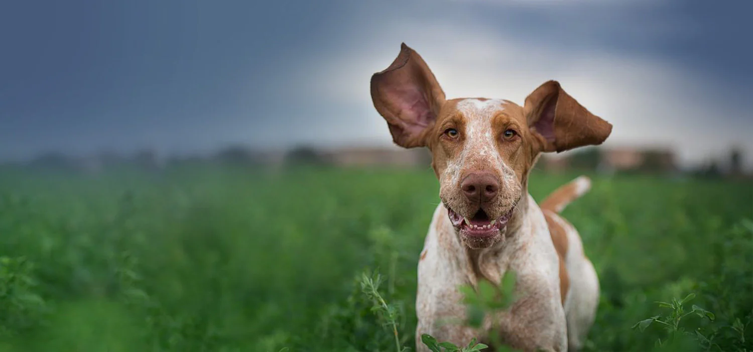 Accessori Per Cani -Accessori Per Cani binative cibo per cani apertura
