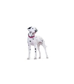Accessori Per Cani -Accessori Per Cani hunter collare neoprene vario plus taglia large rosa 1