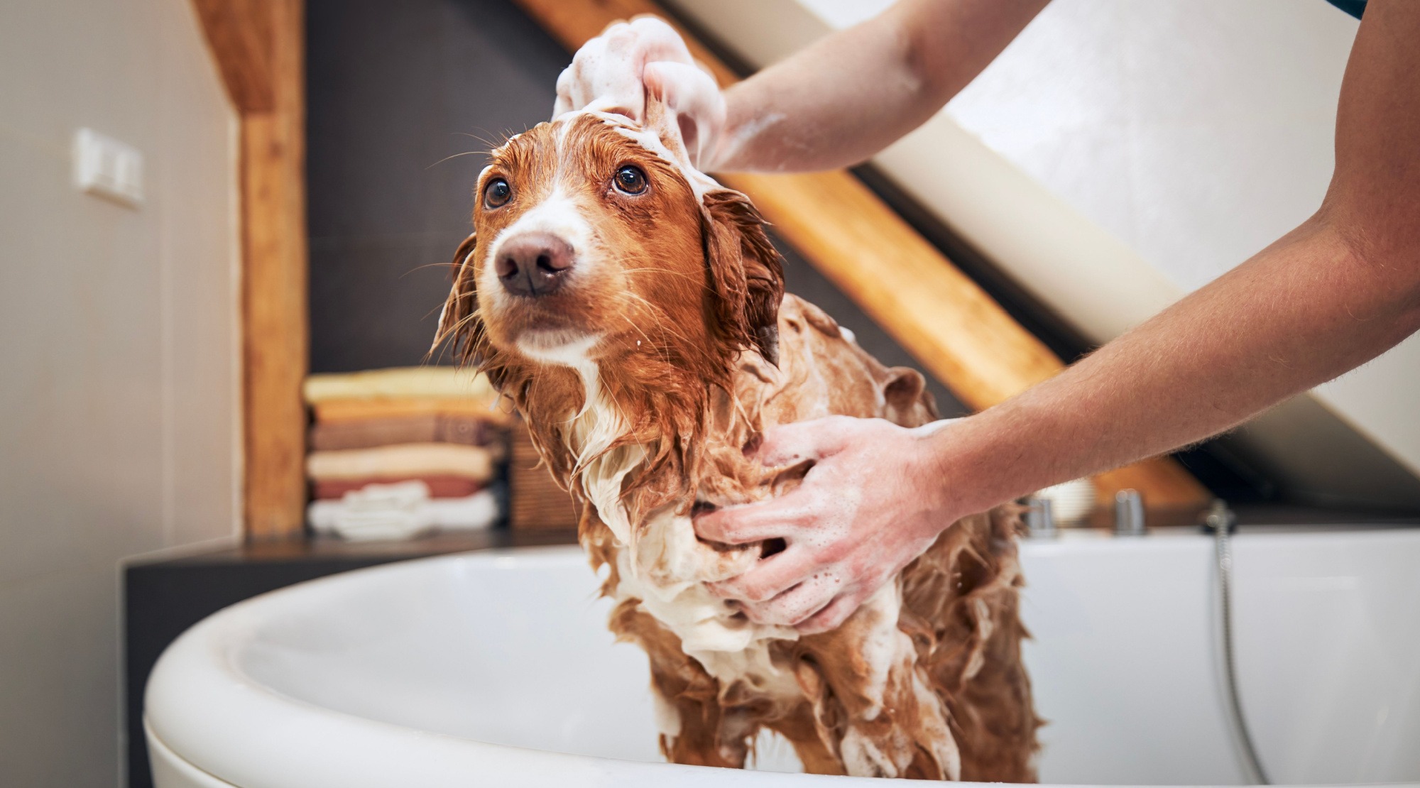 Accessori Per Cani -Accessori Per Cani shampoo cane pelo lungo